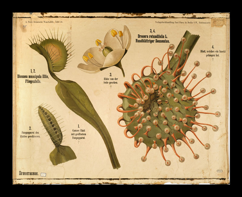 Tafel 40 Droseraceae